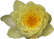 yellow lily
