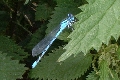 Damsel fly