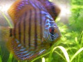 discus