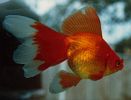 goldfish