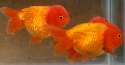 Lionheads