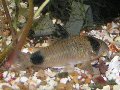 Corydoras panda