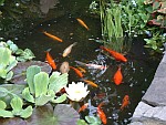 Angel fish fry