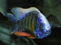african cichlid