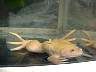 Cliff's Albino Toad