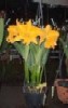 Flower arrangement