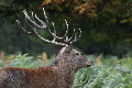 Red Deer